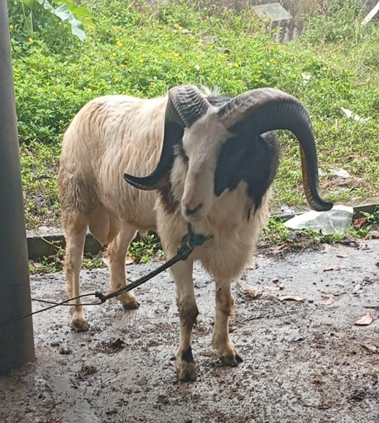 Domba