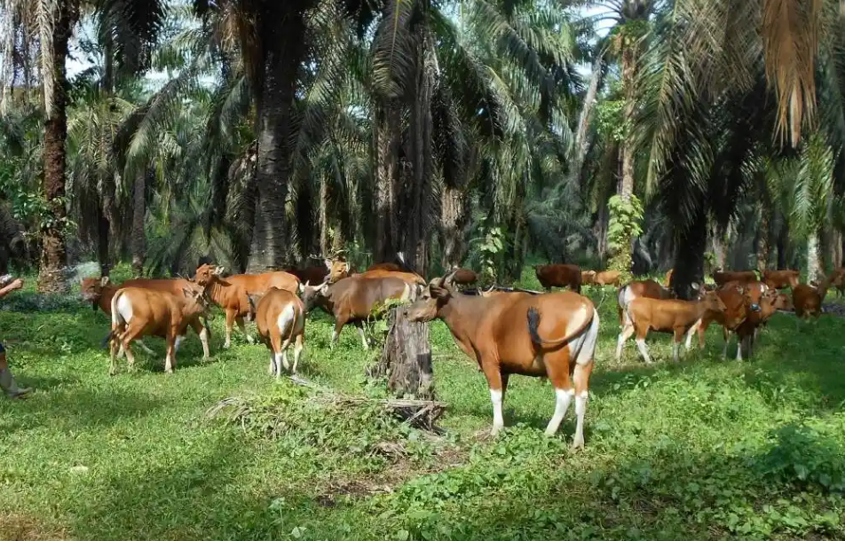 Rumah Qurban Salamah Farm