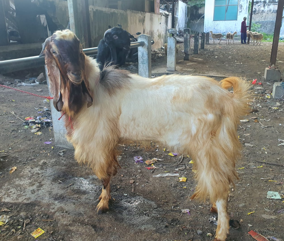 Kambing Qurban