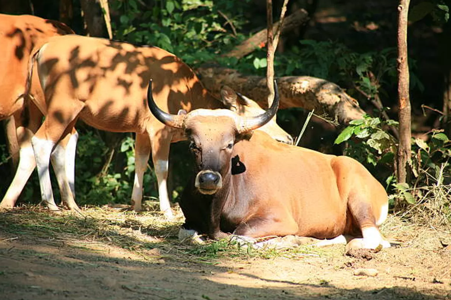 Peternakan Salamah Farm
